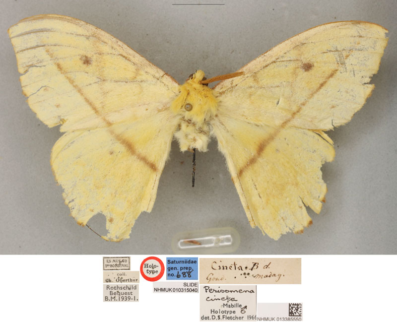 /filer/webapps/moths/media/images/C/cincta_Perisomena_HT_BMNH.jpg