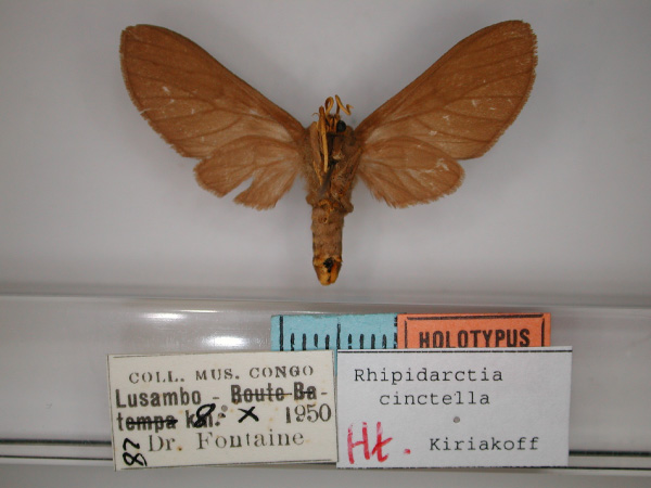 /filer/webapps/moths/media/images/C/cinctella_Rhipidarctia_HT_RMCA_02.jpg
