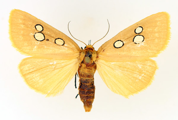 /filer/webapps/moths/media/images/C/cinctigutta_Rhanidophora_AF_TMSA_01.jpg
