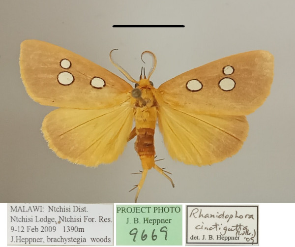 /filer/webapps/moths/media/images/C/cinctigutta_Rhanidophora_AM_MGCLa_01.jpg