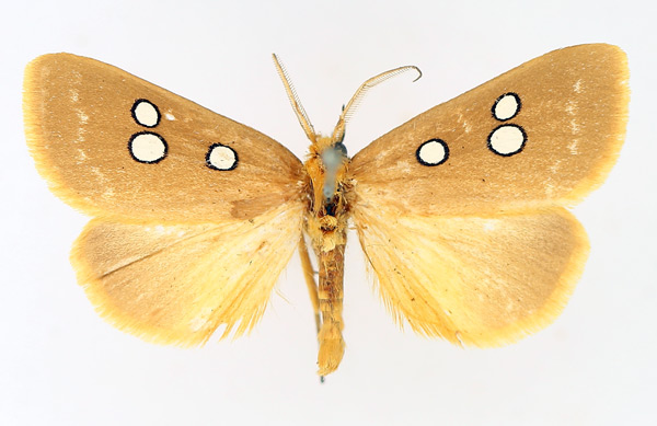 /filer/webapps/moths/media/images/C/cinctigutta_Rhanidophora_AM_TMSA_01.jpg