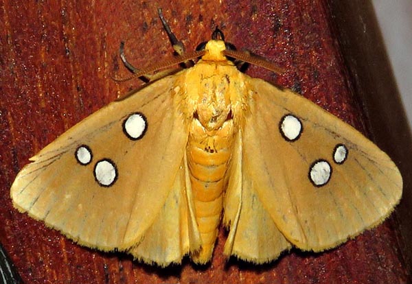 /filer/webapps/moths/media/images/C/cinctigutta_Rhanidophora_A_Braun_12.jpg