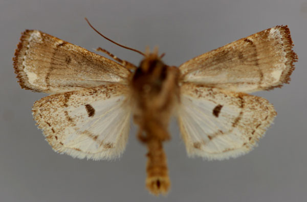 /filer/webapps/moths/media/images/C/cinctum_Elyptron_A_RMCA_02.jpg