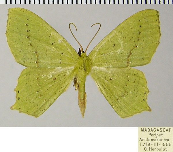 /filer/webapps/moths/media/images/C/cinctuta_Dryochlora_AM_ZSM_01.jpg