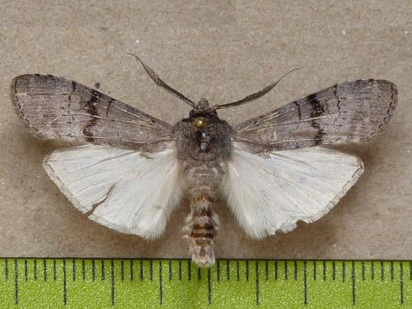 /filer/webapps/moths/media/images/C/cineracea_Archistilbia_A_Butler.JPG