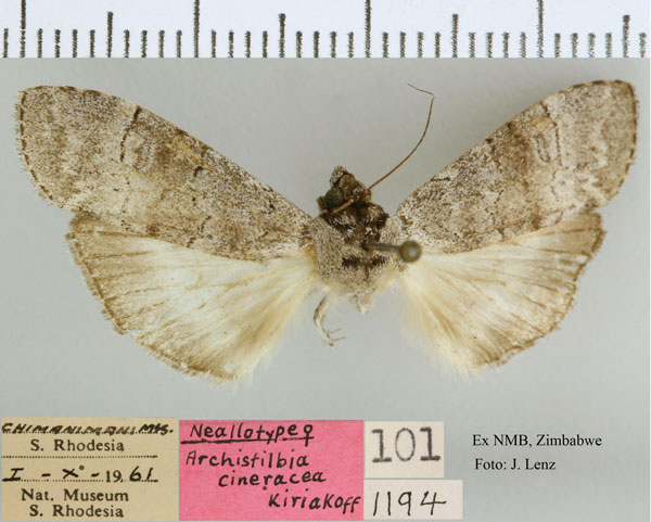 /filer/webapps/moths/media/images/C/cineracea_Archistilbia_NAT_NMB.jpg