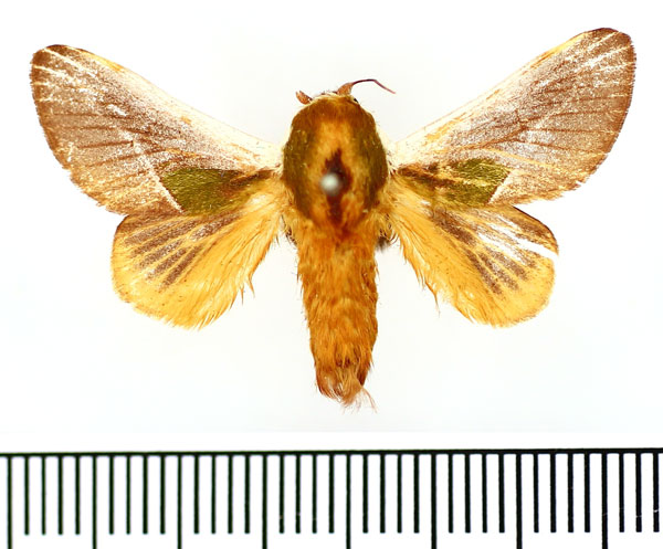 /filer/webapps/moths/media/images/C/cineracea_Latoia_AM_BMNH_01.jpg