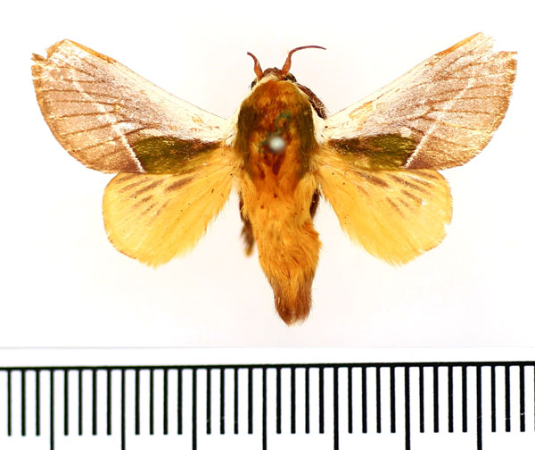 /filer/webapps/moths/media/images/C/cineracea_Latoia_AM_BMNH_02.jpg