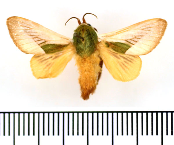 /filer/webapps/moths/media/images/C/cineracea_Latoia_AM_BMNH_03.jpg