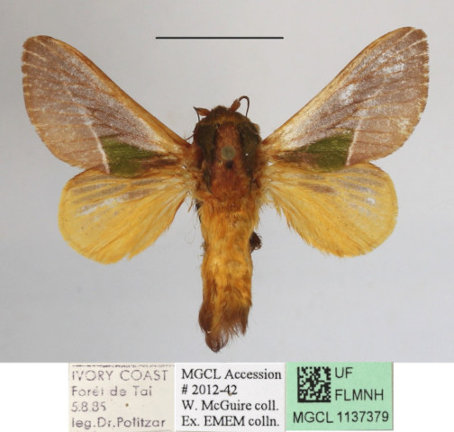 /filer/webapps/moths/media/images/C/cineracea_Latoia_A_MGCLa_01.JPG