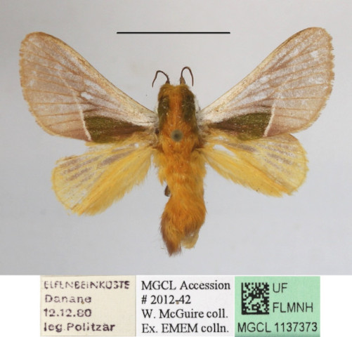 /filer/webapps/moths/media/images/C/cineracea_Latoia_A_MGCLa_02.JPG