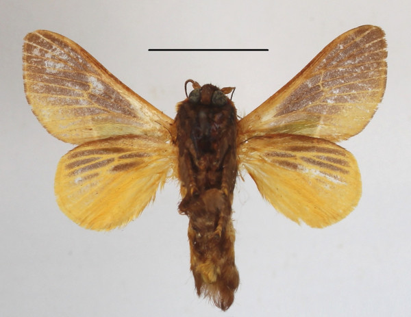 /filer/webapps/moths/media/images/C/cineracea_Latoia_A_MGCLb_01.JPG