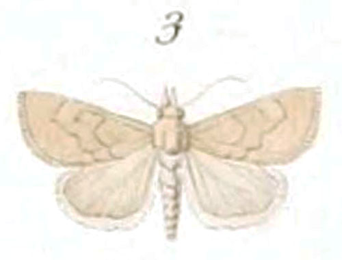 /filer/webapps/moths/media/images/C/cineracealis_Botys_HT_Joannis_6-3.jpg