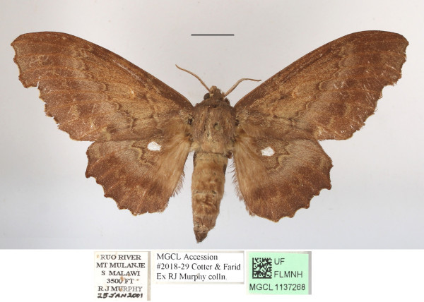 /filer/webapps/moths/media/images/C/cinerascens_Mimiopacha_AF_MGCLa_01.JPG