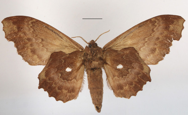 /filer/webapps/moths/media/images/C/cinerascens_Mimiopacha_AF_MGCLb_01.JPG