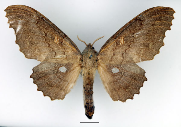 /filer/webapps/moths/media/images/C/cinerascens_Mimopacha_AF_Basquin_01.jpg