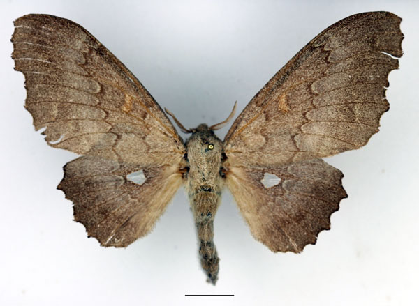 /filer/webapps/moths/media/images/C/cinerascens_Mimopacha_AF_Basquin_02.jpg