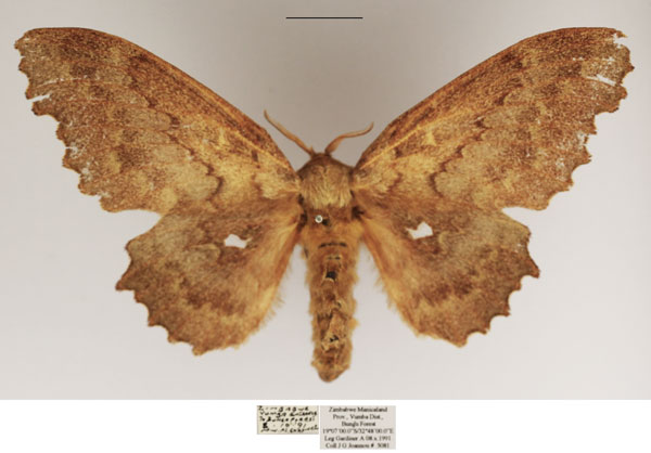 /filer/webapps/moths/media/images/C/cinerascens_Mimopacha_AF_TMSA.jpg