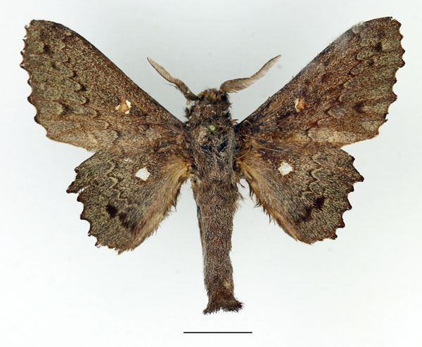 /filer/webapps/moths/media/images/C/cinerascens_Mimopacha_AM_Basquin_02.jpg