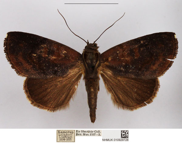 /filer/webapps/moths/media/images/C/cinerascens_Periplusia_AF_NHMUK.jpg