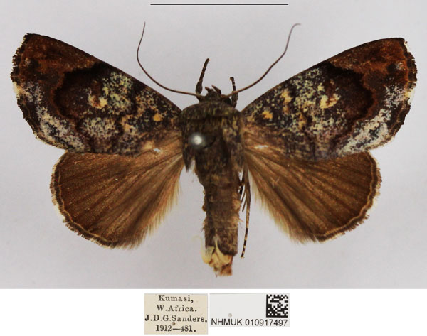 /filer/webapps/moths/media/images/C/cinerascens_Periplusia_AM_NHMUK_01.jpg