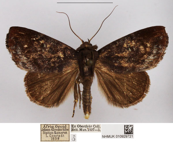 /filer/webapps/moths/media/images/C/cinerascens_Periplusia_AM_NHMUK_02.jpg