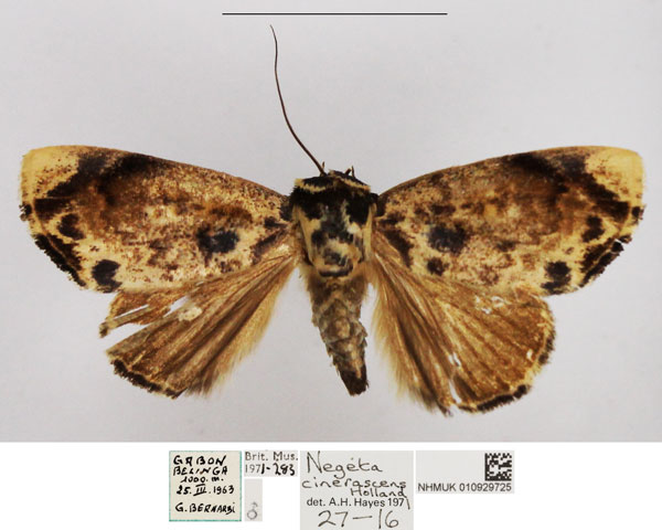 /filer/webapps/moths/media/images/C/cinerascens_Periplusia_AM_NHMUK_03.jpg