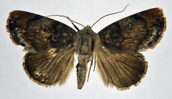 /filer/webapps/moths/media/images/C/cinerascens_Periplusia_A_NHMO.jpg