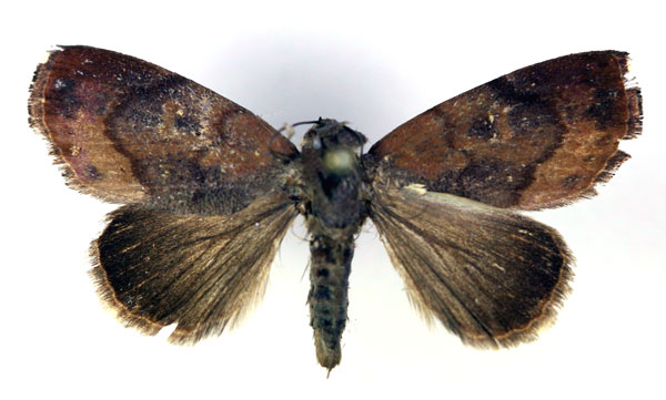 /filer/webapps/moths/media/images/C/cinerascens_Periplusia_A_RMCA.jpg