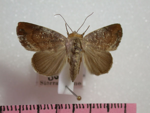 /filer/webapps/moths/media/images/C/cinerascens_Periplusia_A_Revell.jpg