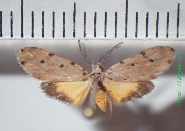 /filer/webapps/moths/media/images/C/cinerascens_Proxhyle_AM_Bippus.jpg