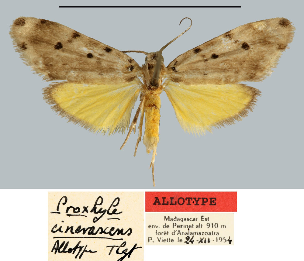 /filer/webapps/moths/media/images/C/cinerascens_Proxhyle_AT_MNHN.jpg
