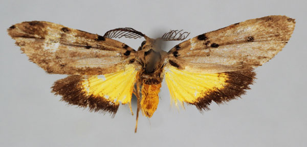 /filer/webapps/moths/media/images/C/cinerascens_Proxhyle_A_BMNH.jpg