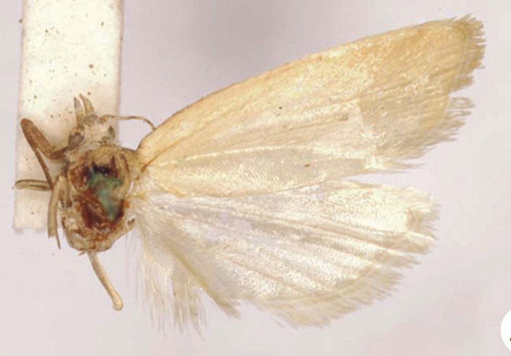 /filer/webapps/moths/media/images/C/cinerata_Epichorista_HT_SAMC.jpg