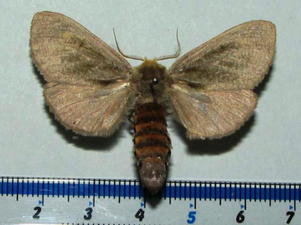 /filer/webapps/moths/media/images/C/cinerea_Antheua_AF_Goff_01.jpg