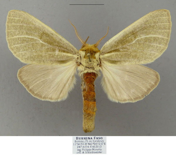 /filer/webapps/moths/media/images/C/cinerea_Antheua_AF_Schintlmeister.jpg