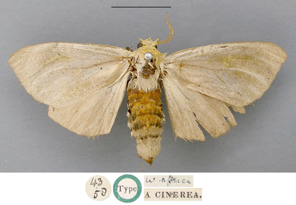 /filer/webapps/moths/media/images/C/cinerea_Antheua_LT_NHMUK.jpg