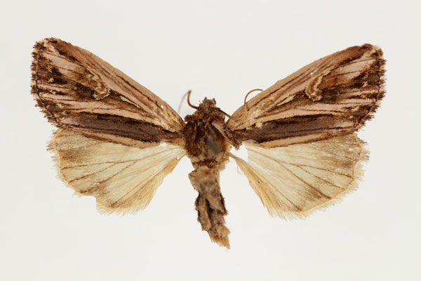 /filer/webapps/moths/media/images/C/cinerea_Aspidifrontia_HT_RMCA_02.jpg