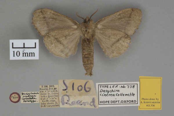 /filer/webapps/moths/media/images/C/cinerea_Dasychira_HTF_OUMNHb_01.jpg