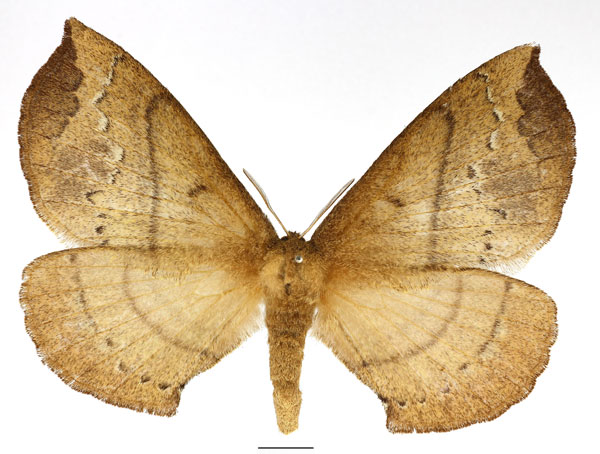 /filer/webapps/moths/media/images/C/cinerea_Epijana_AF_Basquin_01.jpg