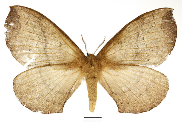 /filer/webapps/moths/media/images/C/cinerea_Epijana_AF_Basquin_02.jpg