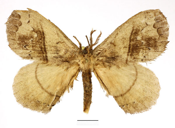 /filer/webapps/moths/media/images/C/cinerea_Epijana_AM_Basquin.jpg