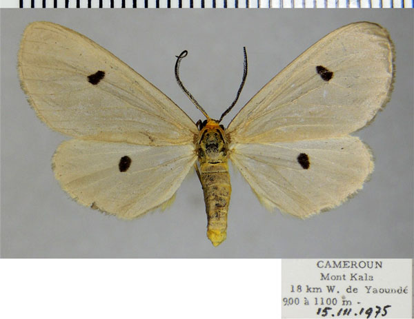 /filer/webapps/moths/media/images/C/cinerea_Geodena_AF_ZSM.jpg