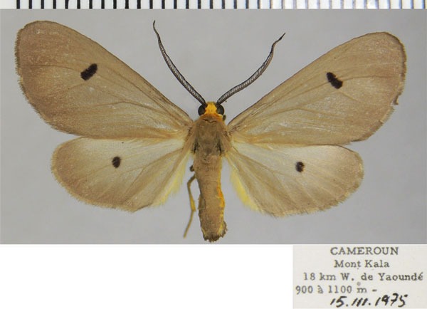 /filer/webapps/moths/media/images/C/cinerea_Geodena_AM_ZSMa.jpg