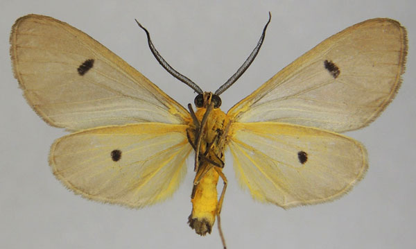 /filer/webapps/moths/media/images/C/cinerea_Geodena_AM_ZSMb.jpg