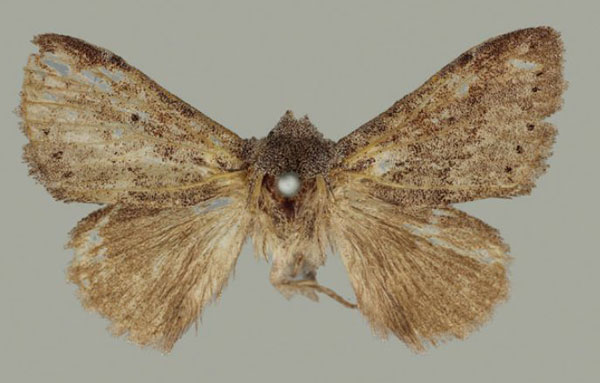 /filer/webapps/moths/media/images/C/cinerea_Haplopacha_HT_BMNH.jpg