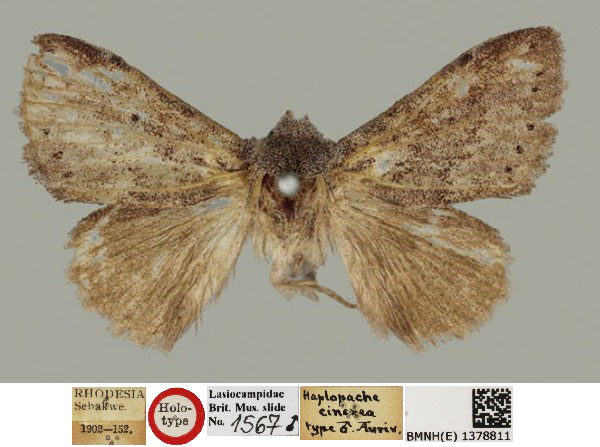 /filer/webapps/moths/media/images/C/cinerea_Haplopacha_HT_BMNH_I8xjePI.jpg