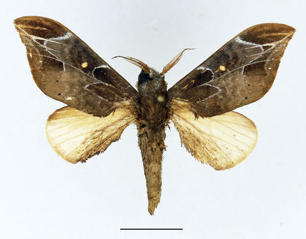 /filer/webapps/moths/media/images/C/cinerea_Harpandrya_AM_Basquin_02.jpg