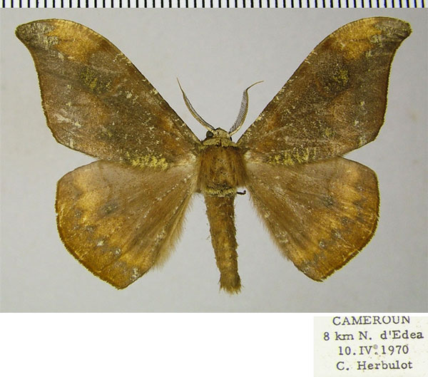 /filer/webapps/moths/media/images/C/cinerea_Megadrepana_AM_ZSMa.jpg