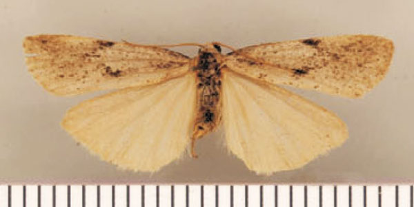 /filer/webapps/moths/media/images/C/cinerea_Pasteosia_PTM_TMSA.jpg